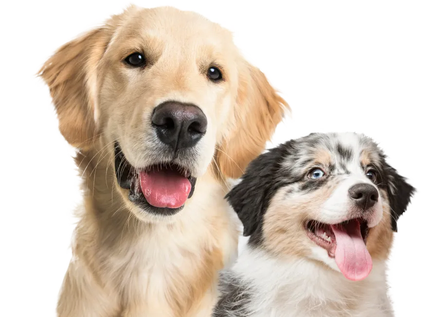Best High Protein Dog Food 2026 Dog Food Advisor