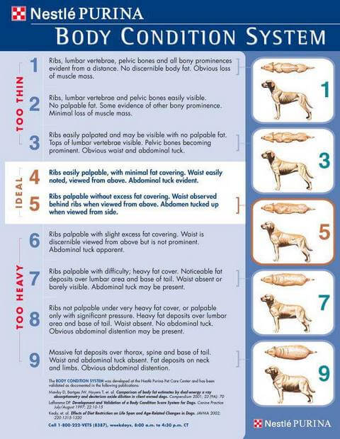 large breed dog weight chart