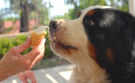 can dogs have cheese