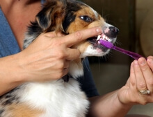 Brushing Dogs Teeth