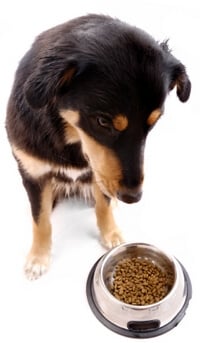Dry Dog Food in a Bowl
