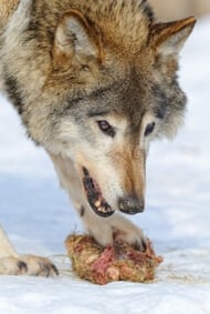 Wolf with Raw Food