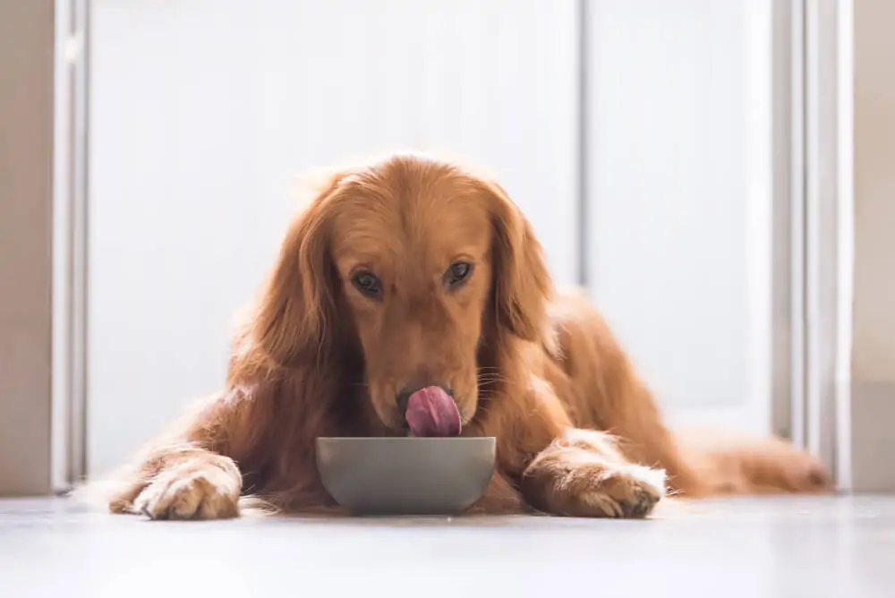 Best <strong>Grain-Free</strong> Dog Foods