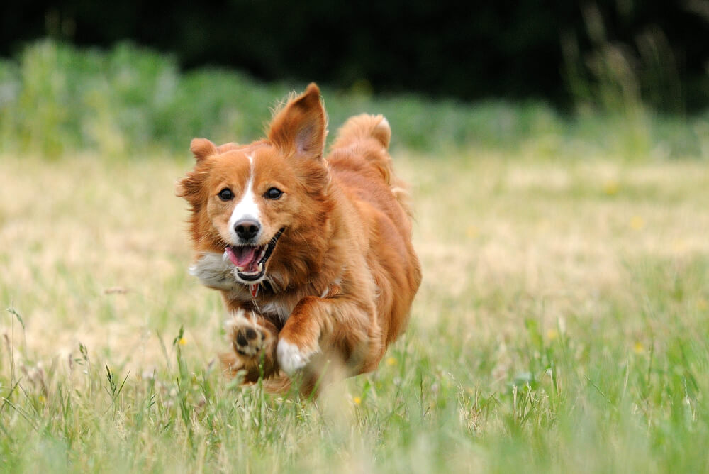 Best <strong>Grain-Free Dry</strong> Dog Foods