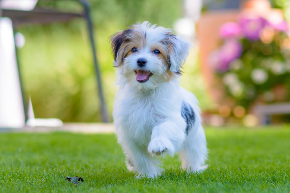 Best <strong>Wet Puppy</strong> Food