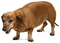 Dog Overweight