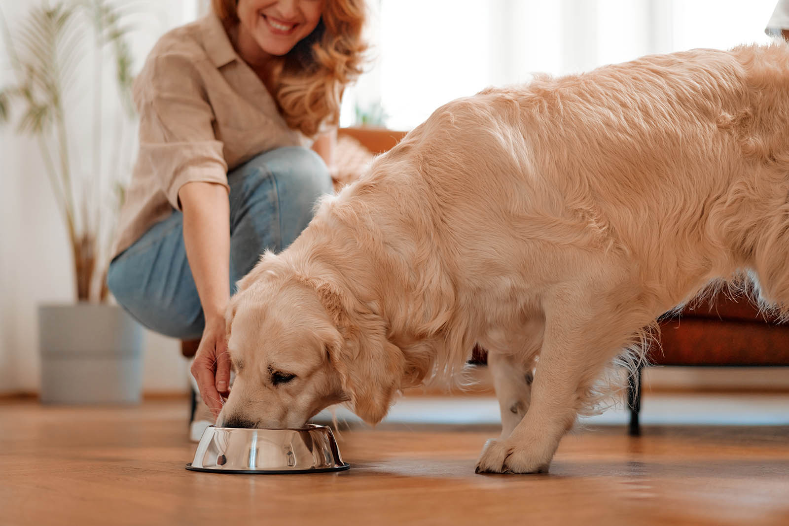 Best <strong>Wet</strong> Dog Foods