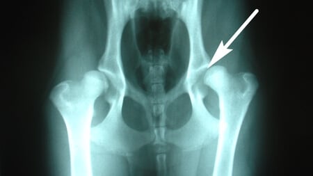 X-ray of large breed dog with bilateral hip disease