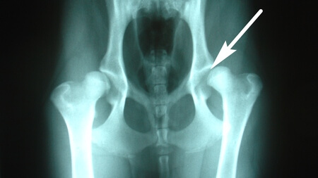 Large breed dog with bilateral hip disease