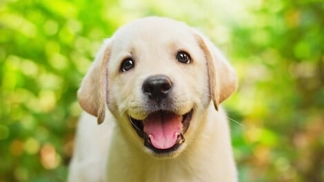 Best Large Breed Puppy Foods 2023 | Dog Food Advisor