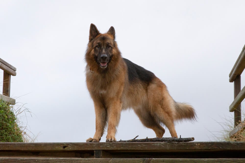 Best <strong>Large Breed Dog</strong> Food