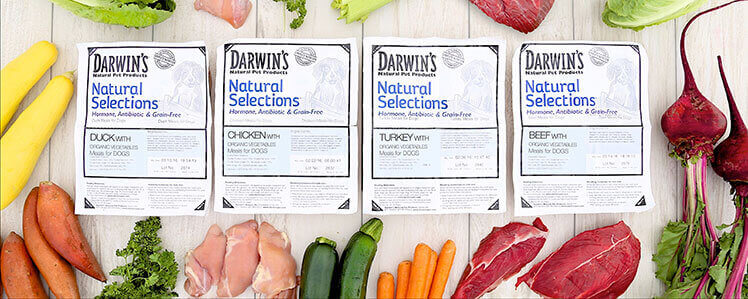 darwin's raw dog food