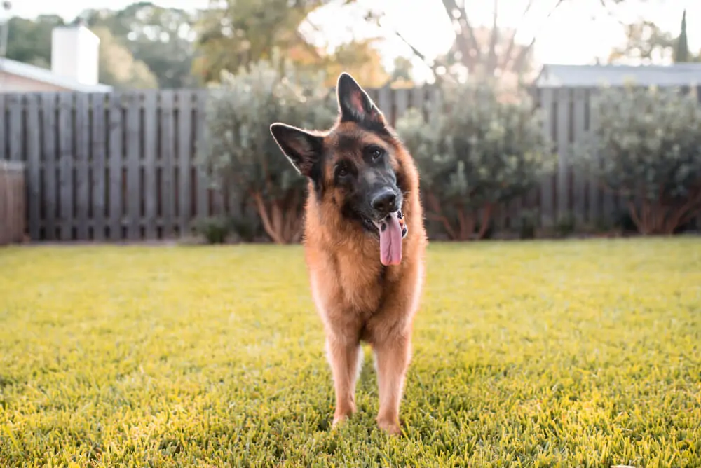 Best Dog Food for <strong>German Shepherds</strong>