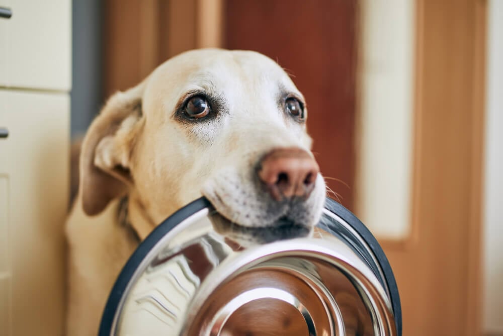 Best Dog Food for <strong>Labradors</strong>
