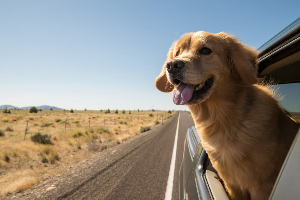 Best Dog Food <strong>With Grain</strong>