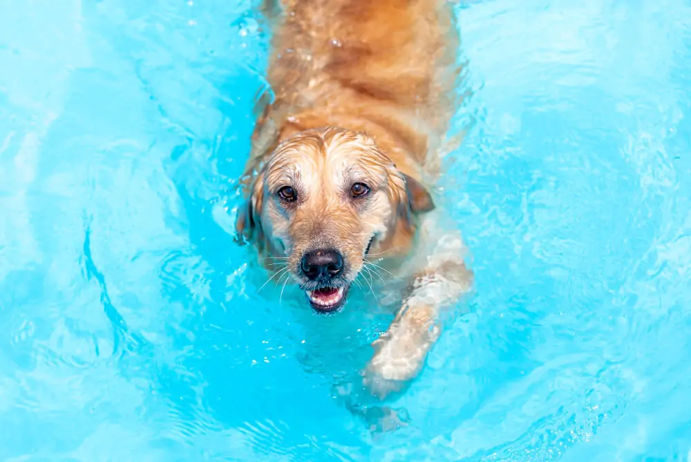 Best Dog Food for <strong>Golden Retrievers</strong>