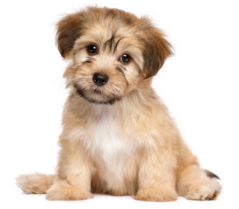 Puppy with Questions About Best Dog Foods
