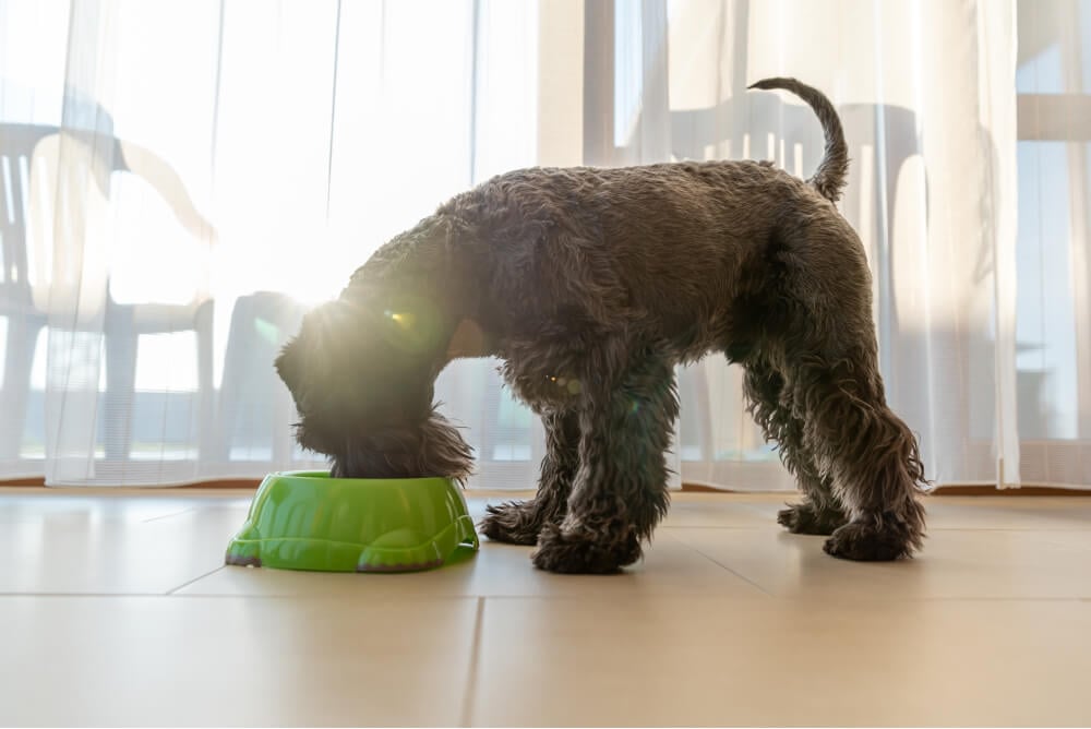 Best <strong>Budget-Friendly</strong> Dog Foods