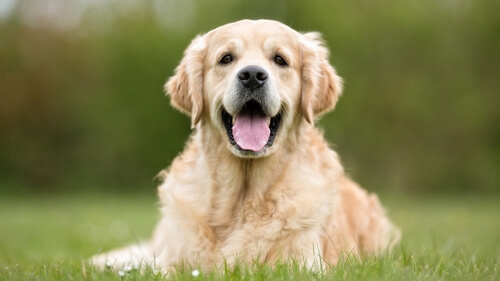 Senior Dog with White Muzzle