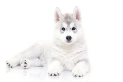 Best Dog Food for Siberian huskies