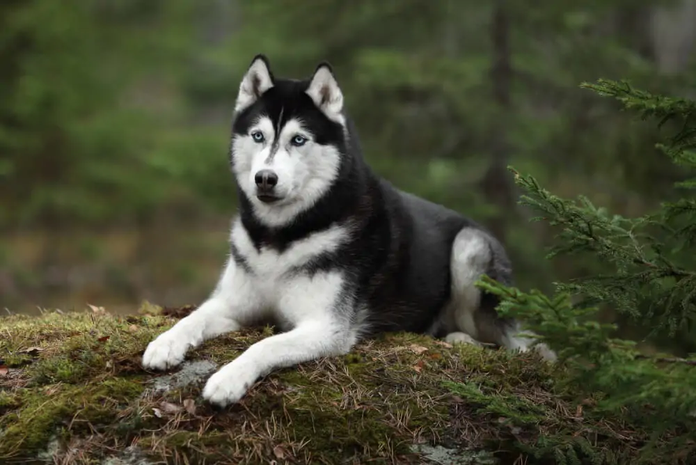 Best Dog Food for <strong>Huskies</strong>