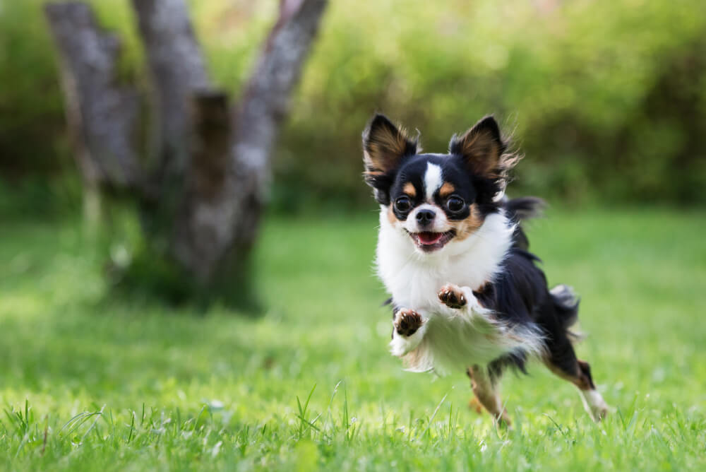 Best Dog Food for <strong>Chihuahuas</strong>