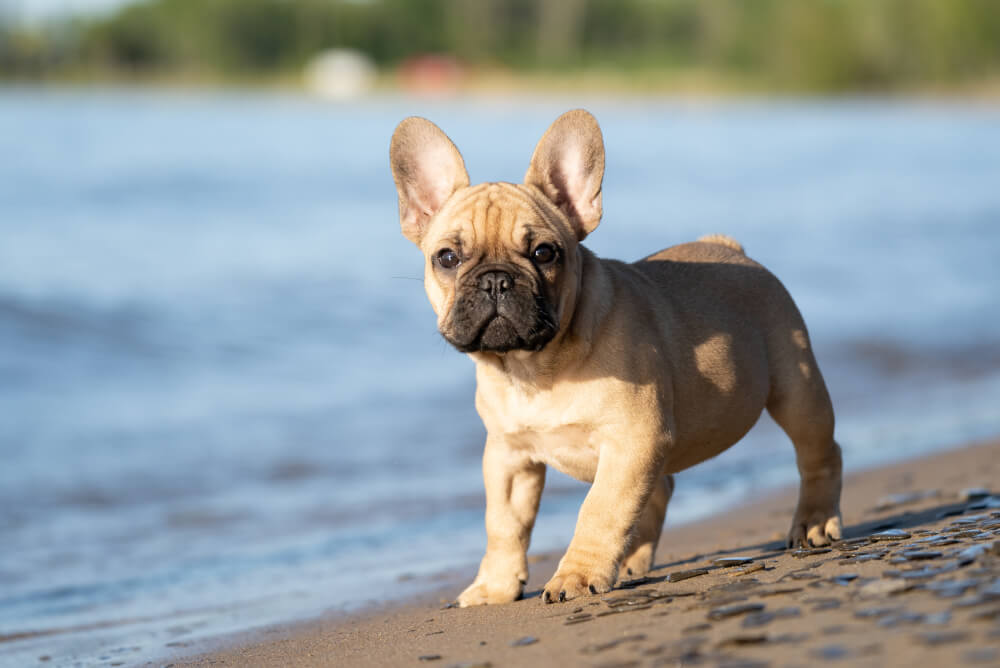 Best Dog Food for <strong>French Bulldogs</strong>