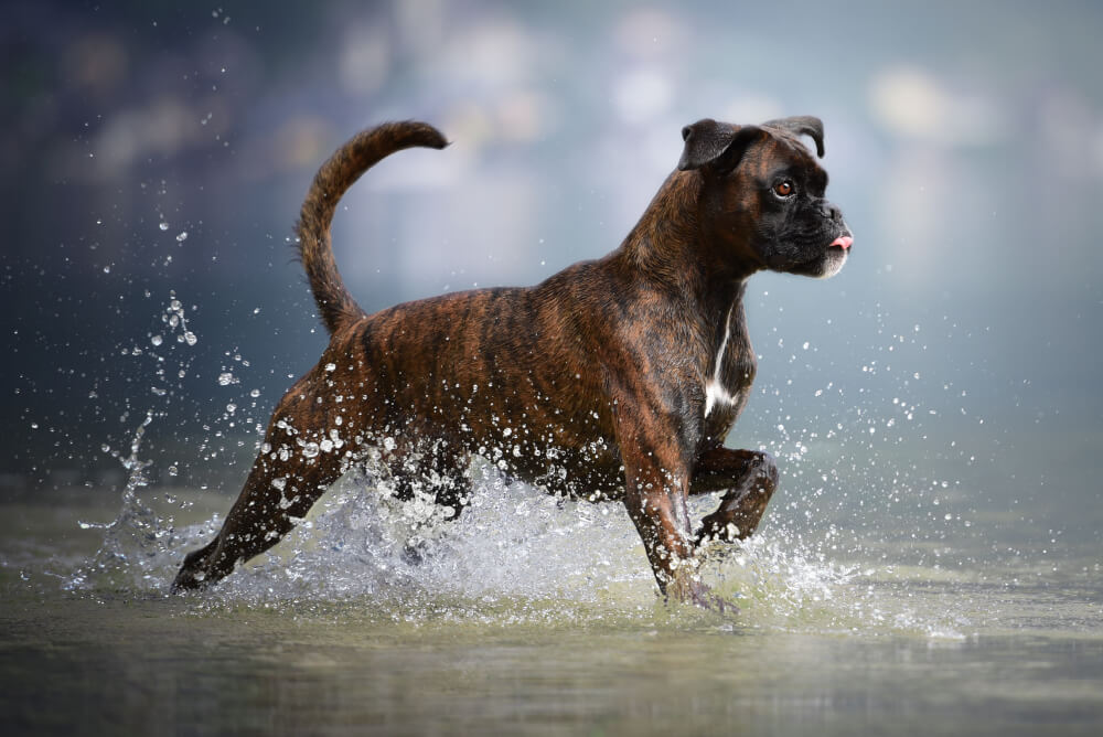 Best Dog Food for <strong>Boxers</strong>