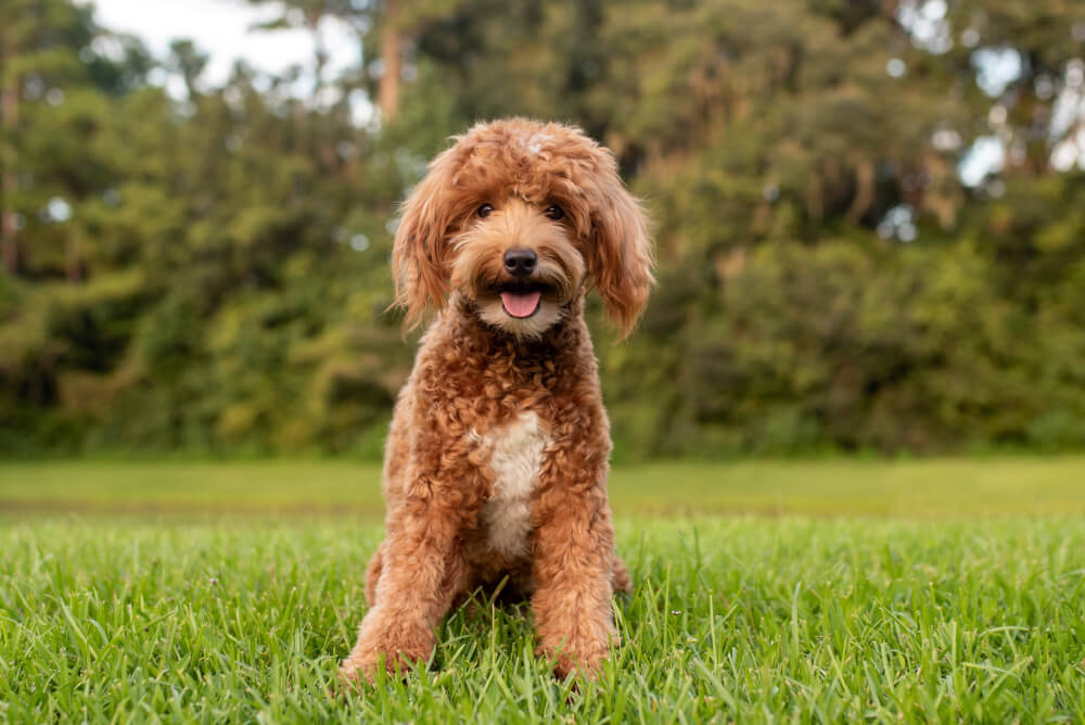 Best Dog Food for 1 Year Old Goldendoodle: Top Picks & Tips