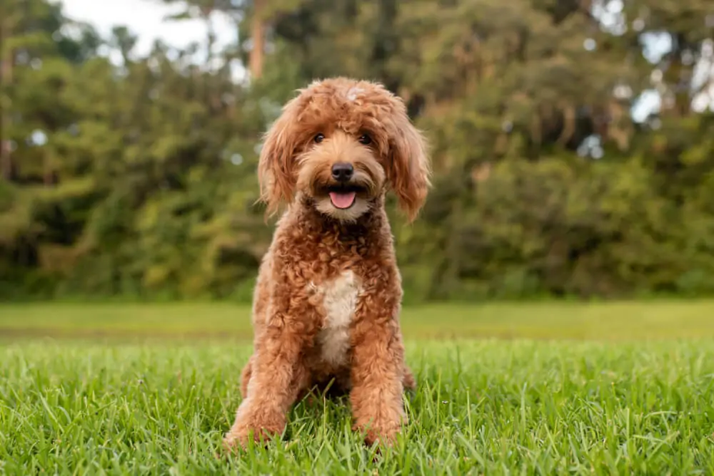 Best Dog Food for <strong>Goldendoodles</strong>