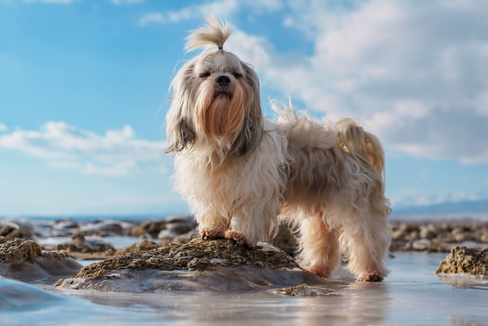 Best Dog Food for <strong>Shih Tzus</strong>