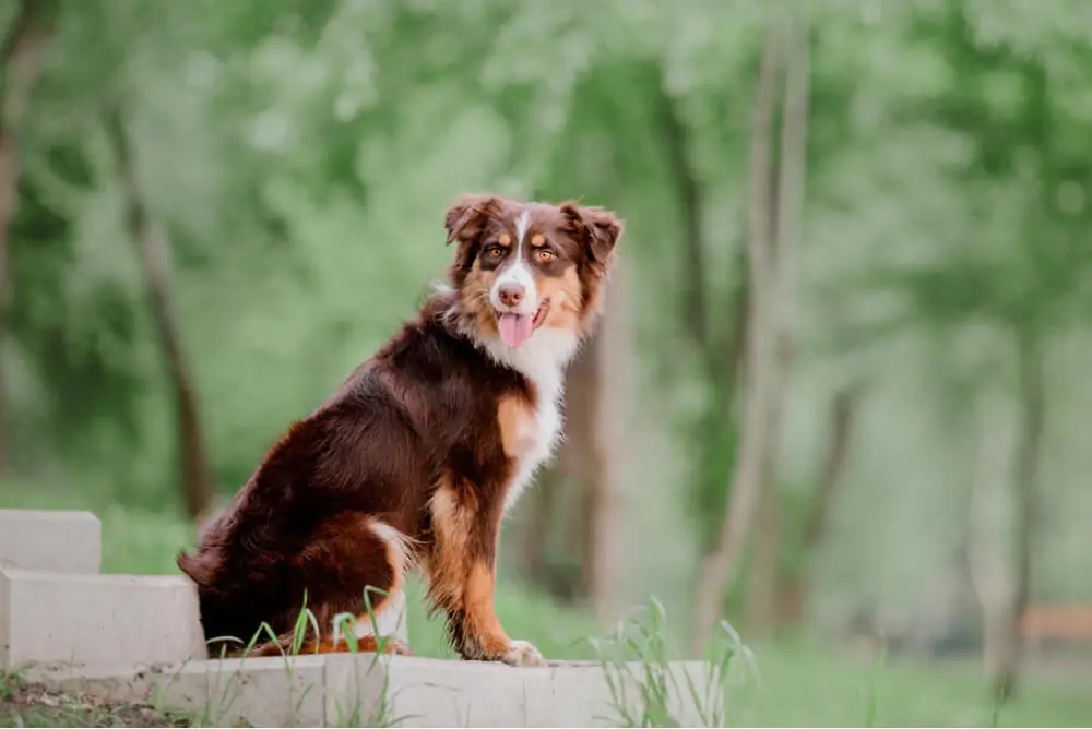 Best Dog Food for <strong>Australian Shepherds</strong>