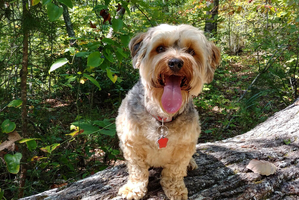 Best Dog Food for <strong>Yorkies</strong>