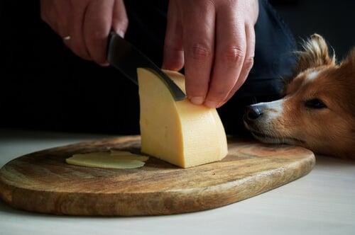 Dog Waiting for a Slice of Cheese