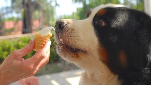 Dogs Eat Cheese Ice Cream