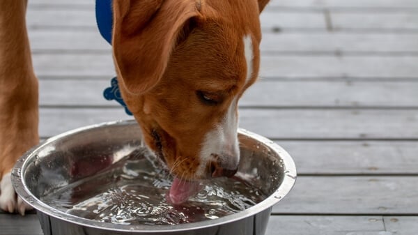 Dog Drinking Fresh Clean Water from a Large Stainless Steel Bowl