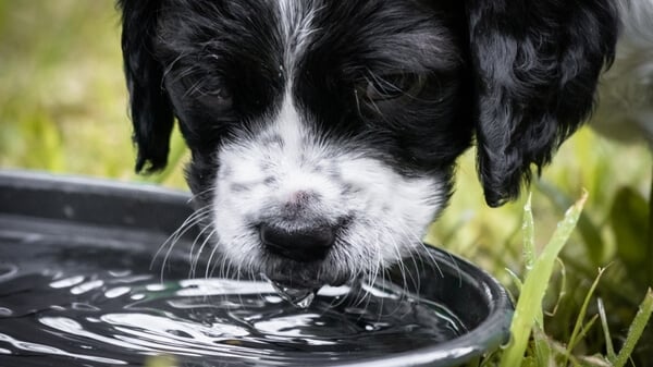 Dog Drinking Water from a Large Stainless Steel Bowl