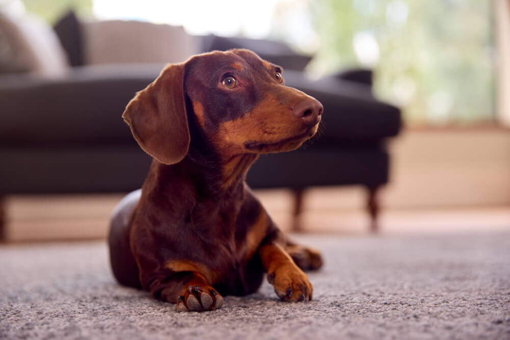 Best Dog Food for <strong>Dachshunds</strong>