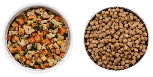 Fresh Wet Dog Food vs Dry Kibble
