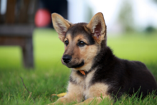 German Shepherd Puppy for Calcium Content Calculator Page