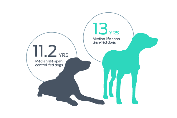 Puppy Weight Chart - How Much Weight Should A Newborn Puppy Gain Per Day? -  Puppy In Training