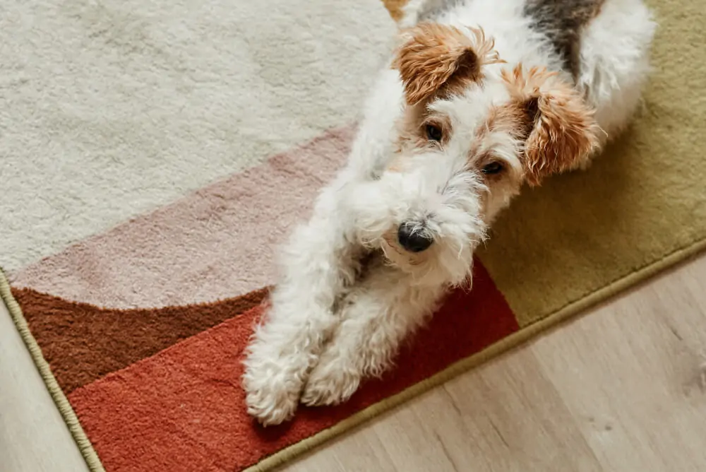Best Freeze Dried Dog Food for Small Breeds: Top 10 Picks