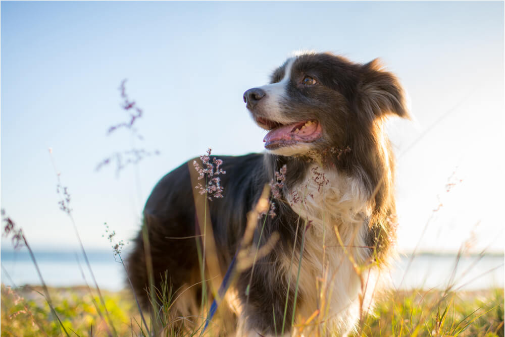 Best <strong>Natural</strong> Dog Food