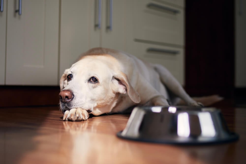 Best Dog Food for <strong>Picky Eaters</strong>