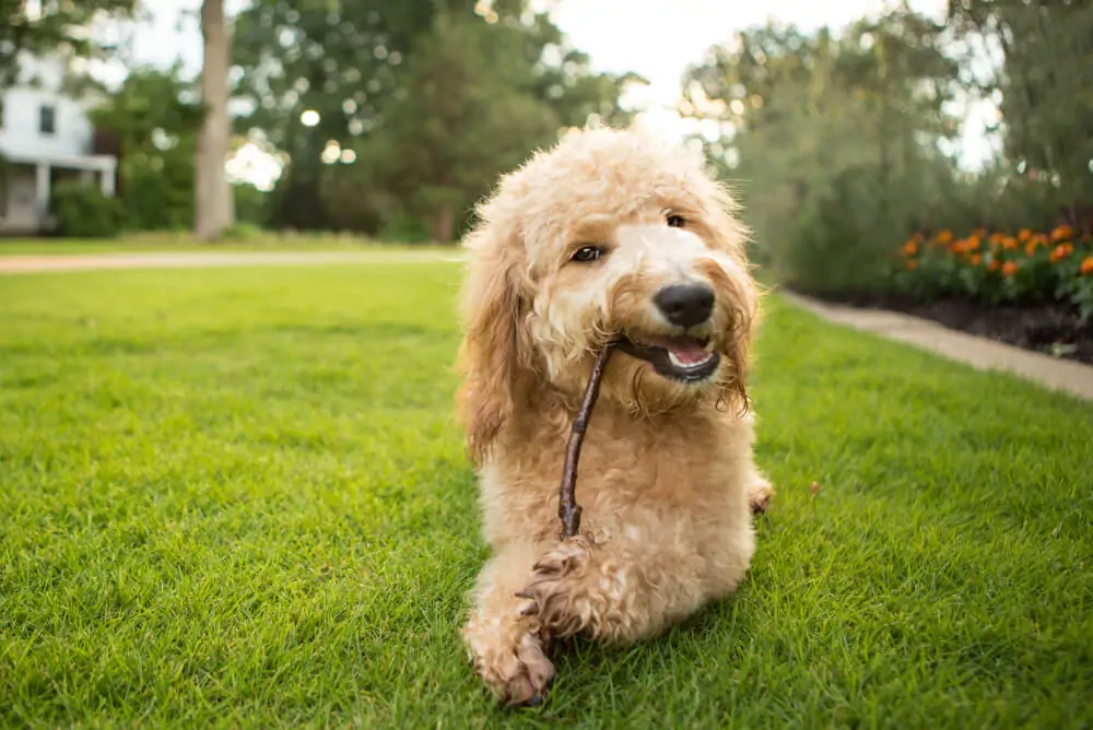 Best <strong>Dog Dental Chews</strong>