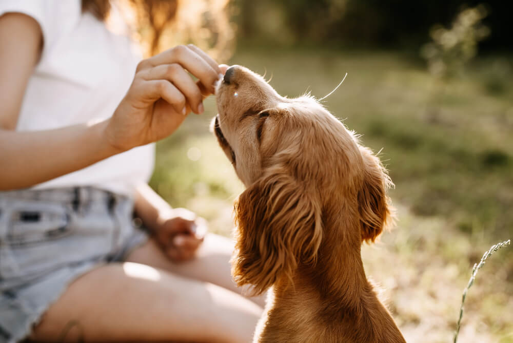 Best <strong>Dog Treats</strong>