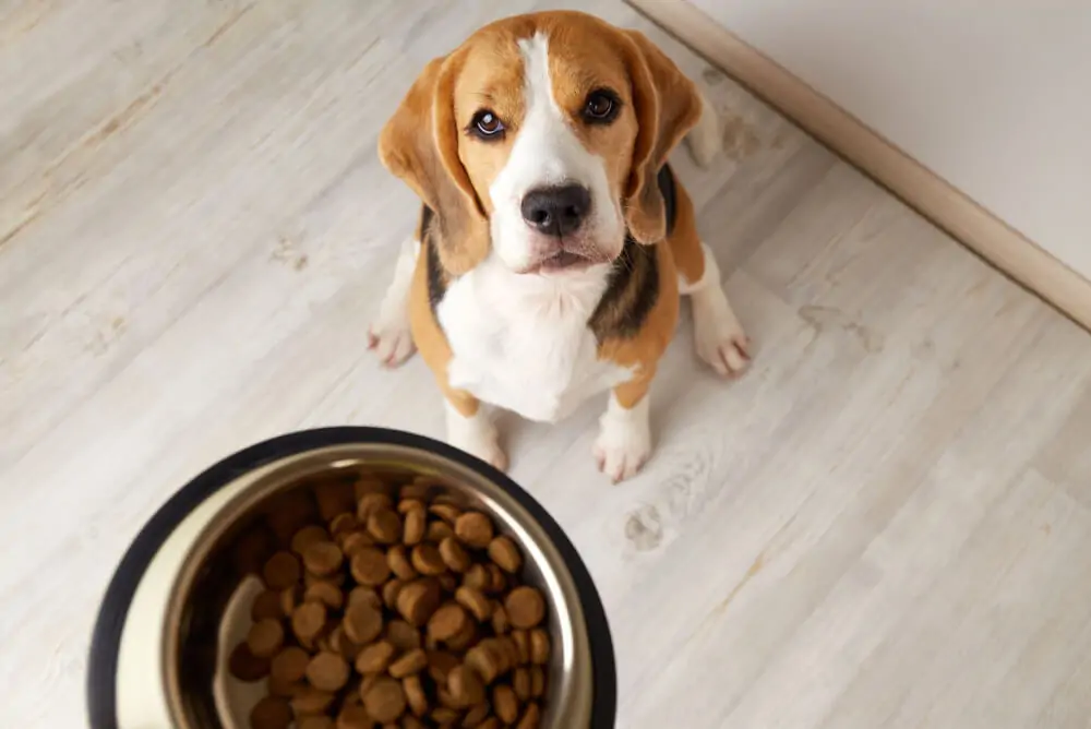 Best <strong>Dog Food Toppers</strong>