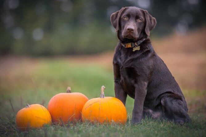 Dog with pumpkins