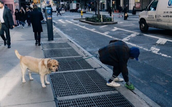 Dog owner picking up their dog's poop