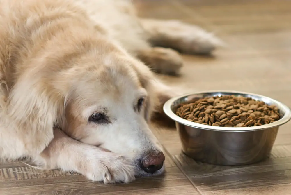 Best Food for Dogs with <strong>Arthritis</strong>